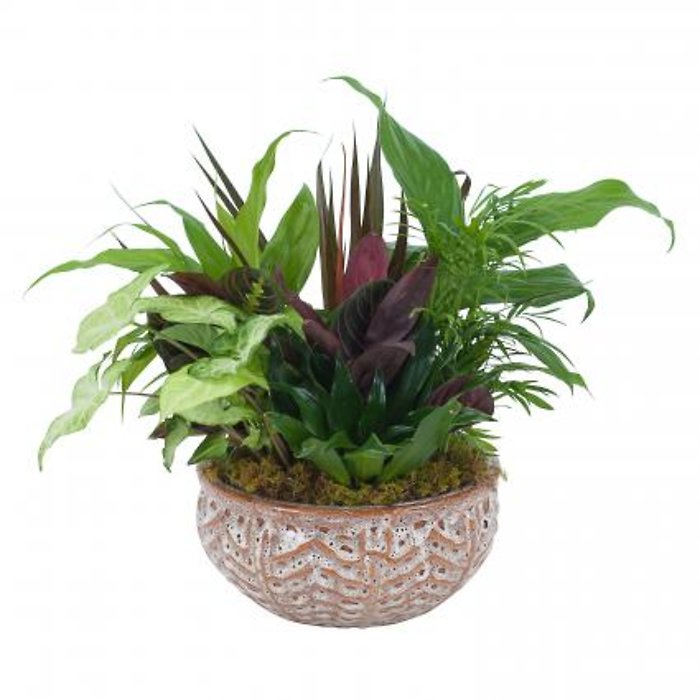 Living Spirit Dishgarden