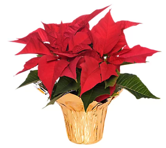 Poinsettia Classic